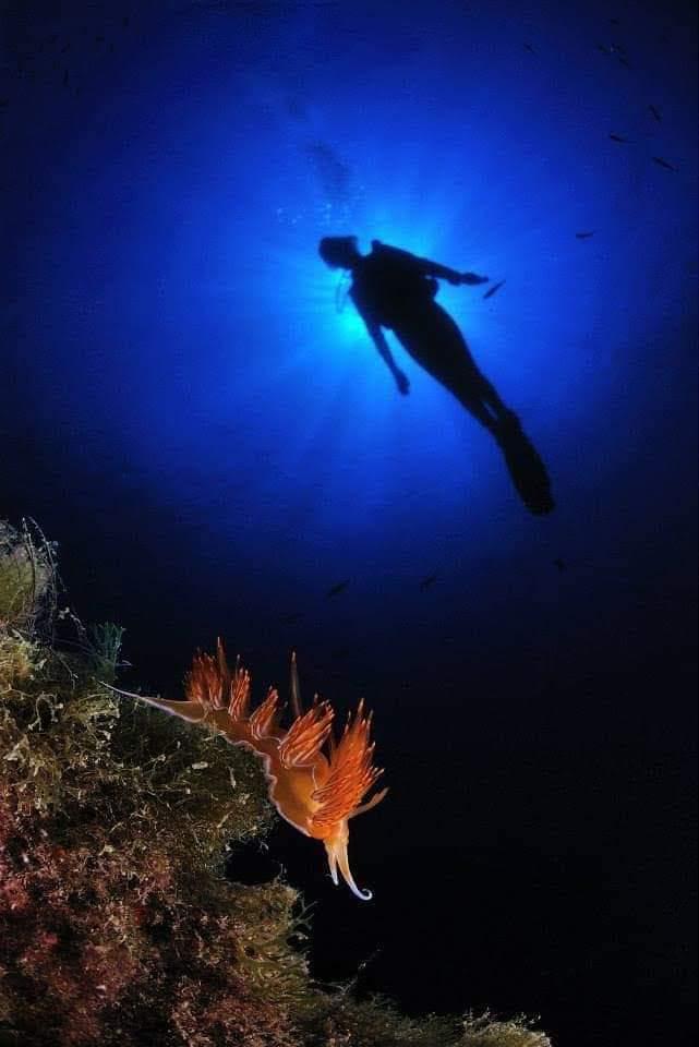 Buceo en La Herradura - Nerja Dive Resort