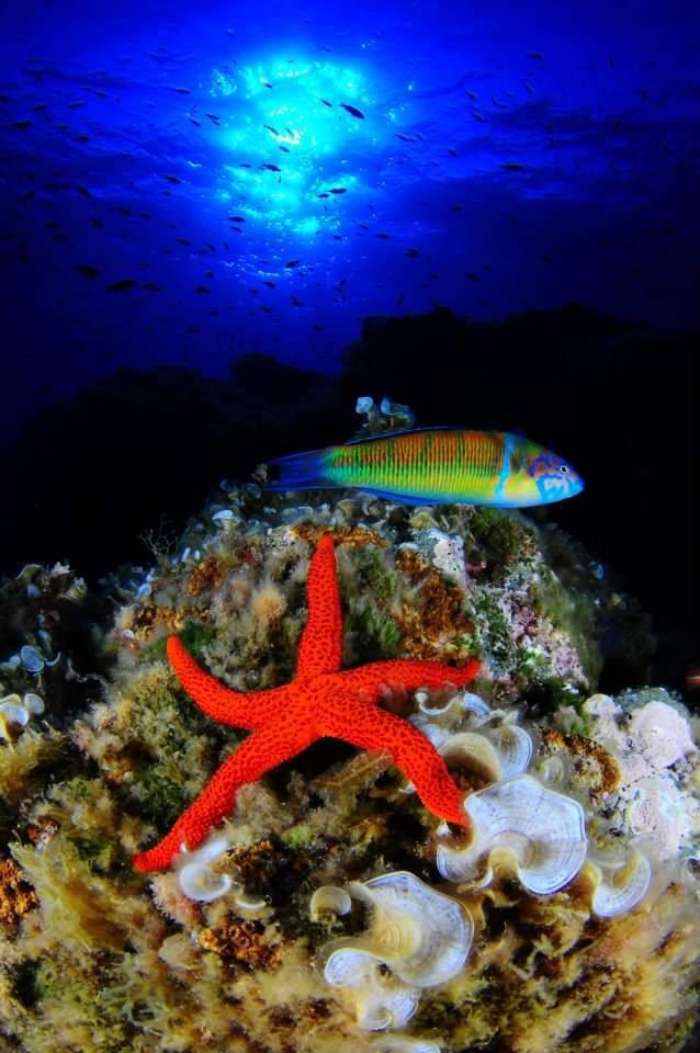 Buceo en La Herradura - Nerja Dive Resort