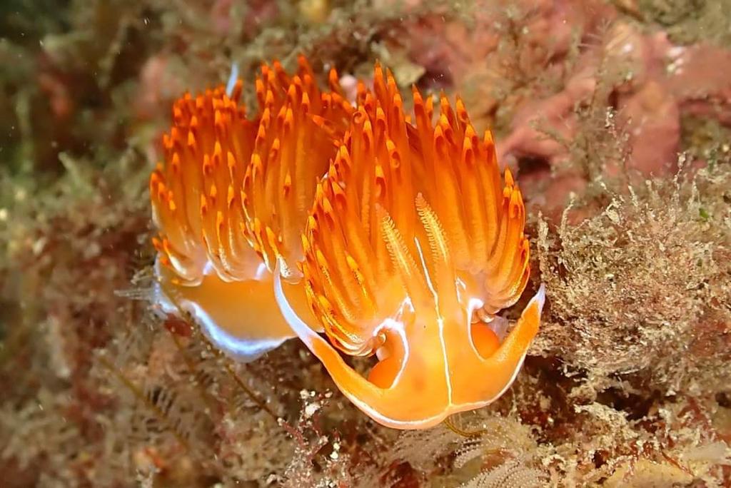 Buceo en La Herradura - Nerja Dive Resort