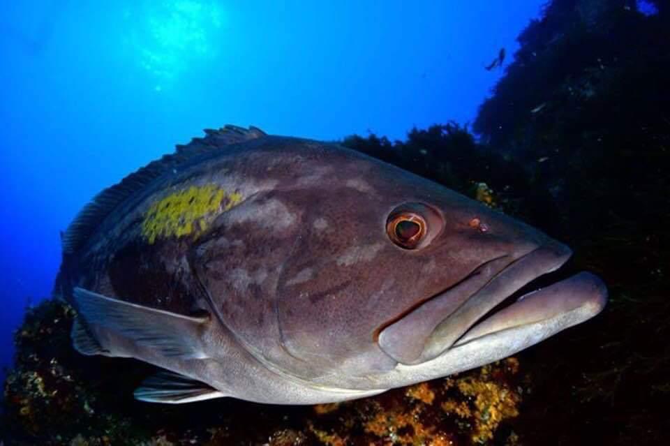 Buceo en La Herradura - Nerja Dive Resort