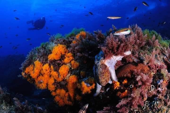 Buceo en La Herradura - Nerja Dive Resort