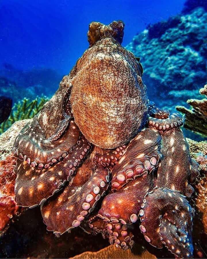 Buceo en La Herradura - Nerja Dive Resort