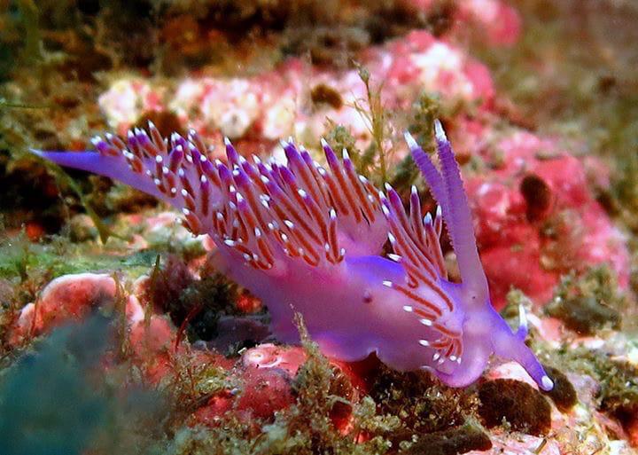 Buceo en La Herradura - Nerja Dive Resort