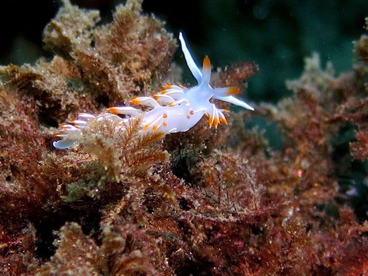 Buceo en La Herradura - Nerja Dive Resort