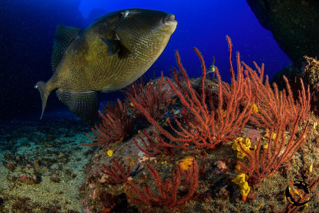 Buceo en La Herradura - Nerja Dive Resort