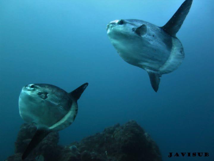 Buceo en La Herradura - Nerja Dive Resort