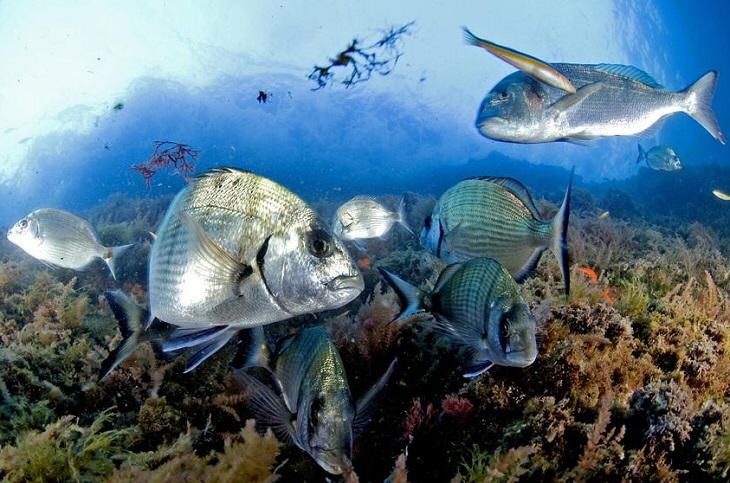 Buceo en La Herradura - Nerja Dive Resort