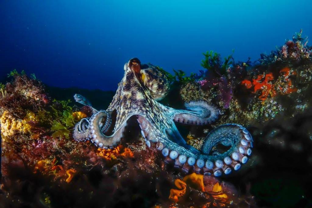 Buceo en La Herradura - Nerja Dive Resort